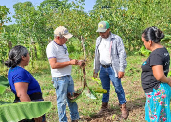 Fortalecen manejo preventivo de plagas en cultivos de plátano