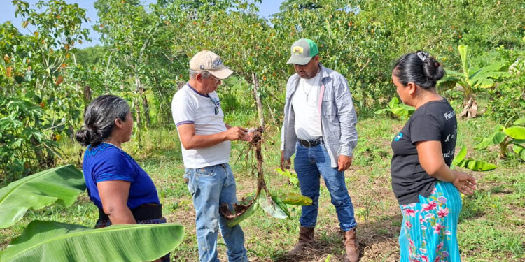 Fortalecen manejo preventivo de plagas en cultivos de plátano