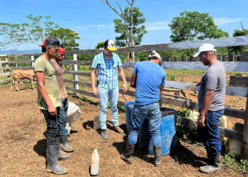 Fortalecen capacidades pecuarias de productores bovinos en Alta Verapaz