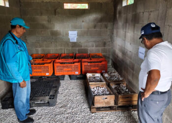 Tecnología y almacenamiento fortalecen la producción de semilla de papa en Jalapa