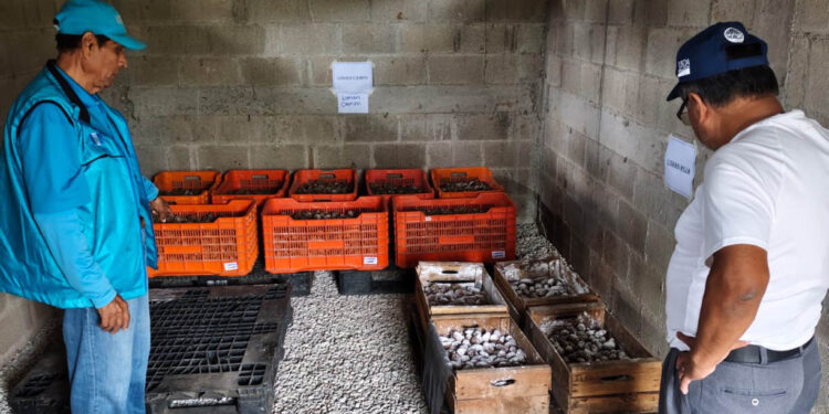 Tecnología y almacenamiento fortalecen la producción de semilla de papa en Jalapa