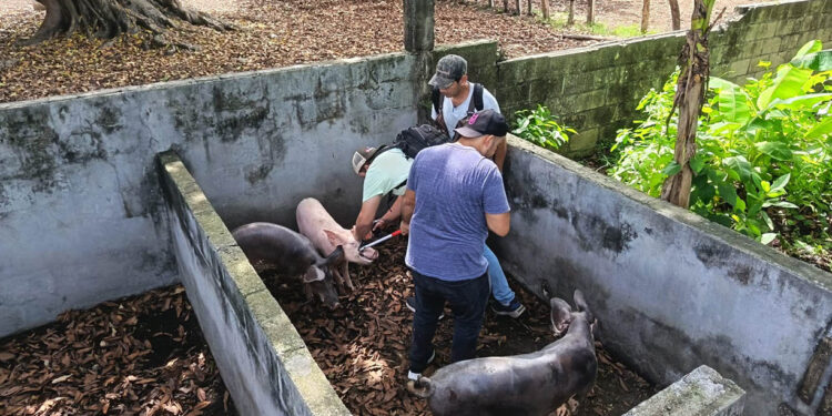 Fortalecen la productividad y salud de hatos porcinos en comunidades de Escuintla
