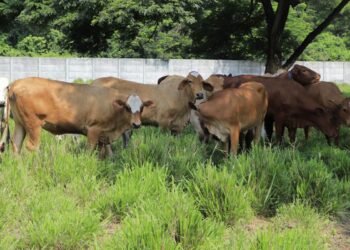 Protegemos la producción pecuaria del país