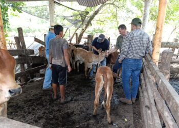 Impulsan jornada profiláctica bovina en Escuintla para contrarrestar el Gusano Barrenador