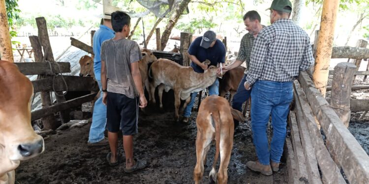 Impulsan jornada profiláctica bovina en Escuintla para contrarrestar el Gusano Barrenador