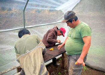 Siembra de plántulas en bandejas impulsa producción agrícola en Usumatlán