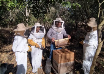 Producción apícola se fortalece en tres departamentos