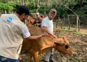 Impulsan vacunación y vigilancia para prevenir la rabia bovina en Quiché