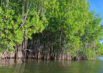 Día Internacional de la Conservación del Ecosistema de Manglares