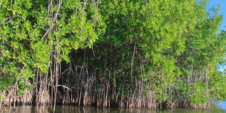 Día Internacional de la Conservación del Ecosistema de Manglares