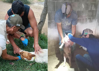 Más de 247 mil animales inspeccionados para prevenir el Gusano Barrenador en el primer semestre de 2026