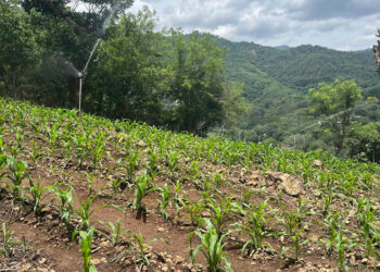 Monitorean 105 municipios debido a las altas temperaturas y baja humedad