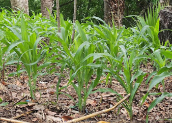 Monitoreos confirman que cultivos en Chiquimula muestran un desarrollo favorable