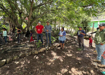 Optimizan producción de jocote gracias a la asistencia técnica en fruticultura
