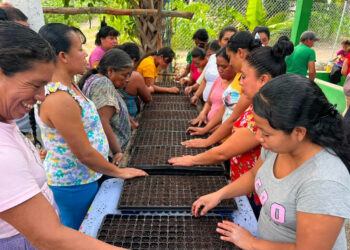 Producción tecnificada de pilones abre nuevas oportunidades para productores de Chiquimula