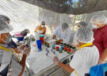 Promueven innovación y valor agregado al chiltepe