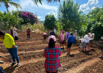 Promueven la seguridad alimentaria en CADER de Jalapa con cultivo de hortalizas