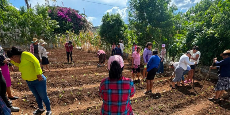 Promueven la seguridad alimentaria en CADER de Jalapa con cultivo de hortalizas
