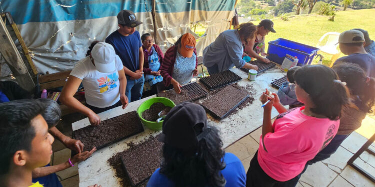 Nuevas técnicas fortalecen el cultivo de pepino en San José Pinula