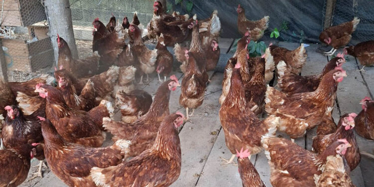 Prevengamos juntos la influenza aviar