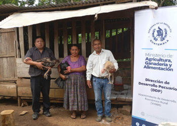 Proyecto avícola fortalece emprendimientos de 46 familias de Alta Verapaz