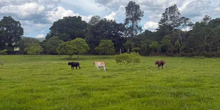 Refuerzan recomendaciones para proteger cultivos y ganado ante condiciones climáticas