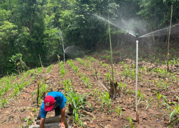 Riego fortalece la producción agrícola de 85 familias en Camotán