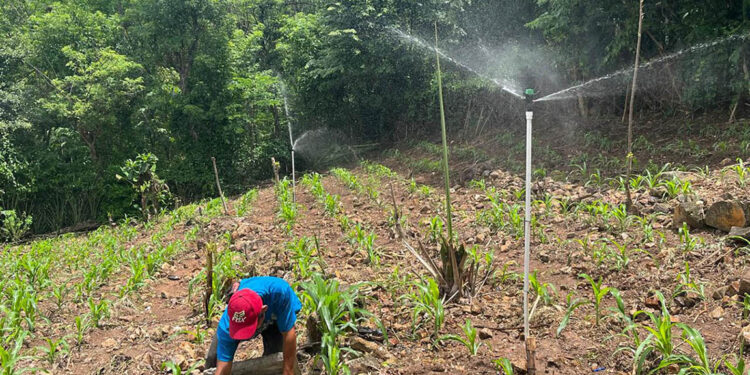 Riego fortalece la producción agrícola de 85 familias en Camotán
