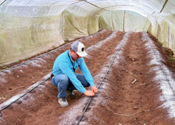 Uso de macrotúneles optimiza producción de tomate en Jalapa