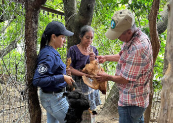 Vacunan aves de traspatio en comunidades rurales de Baja Verapaz