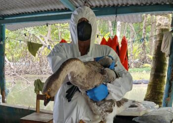 Prevengamos juntos la influenza aviar