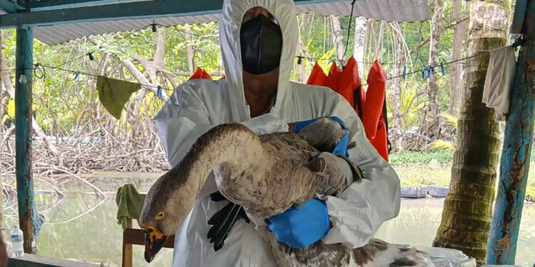 Monitoreo sanitario descarta presencia de influenza aviar en el nororiente del país