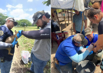 Vigilancia y atención veterinaria reducen riesgo del Gusano Barrenador en Petén