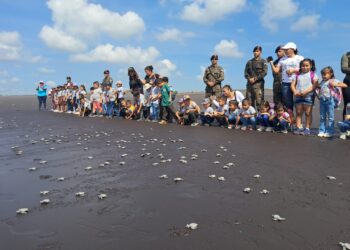 El Ejército de Guatemala fortalece la conservación de las tortugas marinas