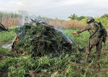 Fuerzas de seguridad erradican más de 200 mil plantas de marihuana