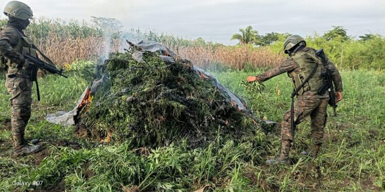 Fuerzas de seguridad erradican más de 200 mil plantas de marihuana