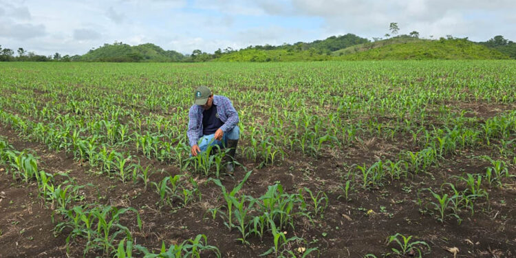 Asistencia técnica oportuna pre viene daños por chicharrita del maíz