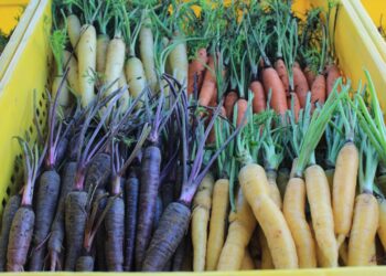 ¿Qué significa el color de cada alimento?