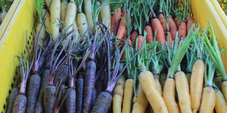¿Qué significa el color de cada alimento?