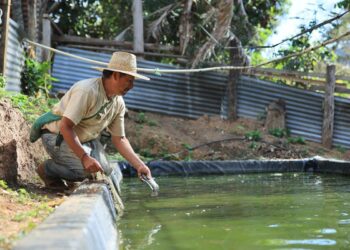 Tilapia: producción que nutre y genera ingresos