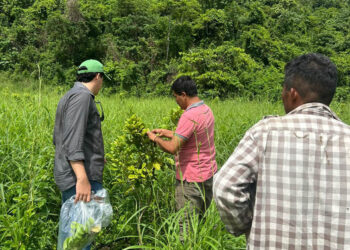 Monitorean cultivos de limón persa y rambután para prevenir plagas