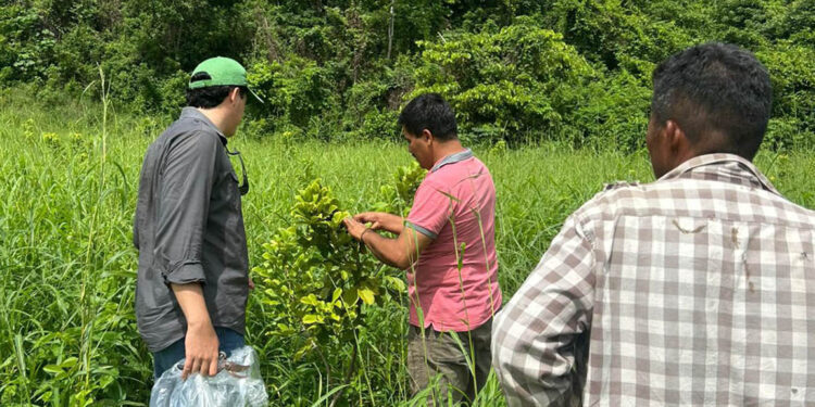 Monitorean cultivos de limón persa y rambután para prevenir plagas