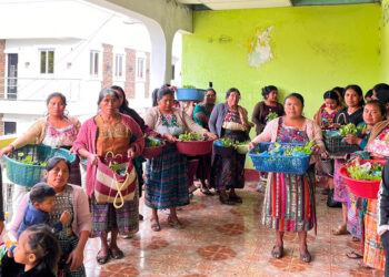 Entregan 64 mil plántulas para fortalecer huertos familiares en Quiché