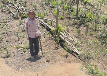 Evalúan daños por sequía en parcelas de Zacapa