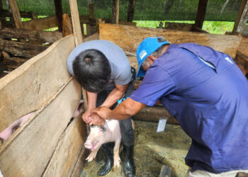 Realizan acciones preventivas por la sanidad porcina