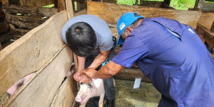 Realizan acciones preventivas por la sanidad porcina