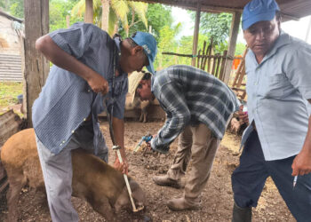 Fortalecen sanidad porcina en La Libertad, Petén