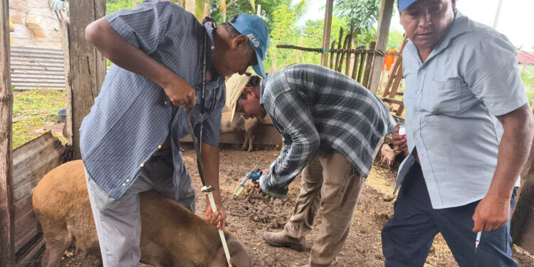 Fortalecen sanidad porcina en La Libertad, Petén