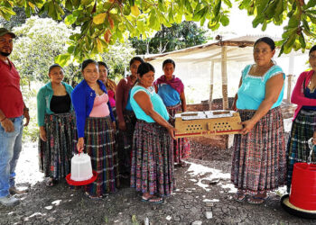 Entrega de pollos de engorde fortalece la economía familiar de mujeres peteneras