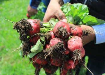 Hortalizas de crecimiento rápido, una alternativa para fortalecer los huertos familiares